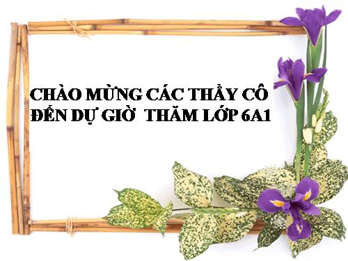 Bài 40. Hạt trần - Cây thông