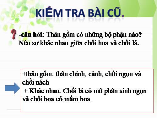 Bài 14. Thân dài ra do đâu ?