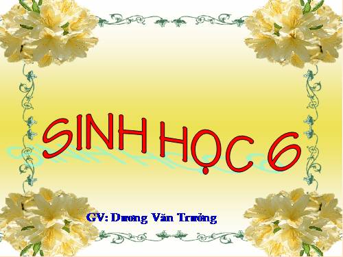 Bài 15. Cấu tạo trong của thân non