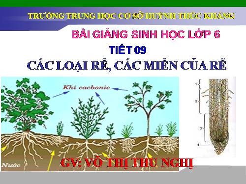 Bài 9. Các loại rễ, các miền của rễ