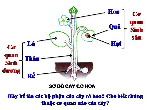 Bài 9. Các loại rễ, các miền của rễ