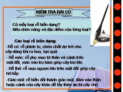 Bài 13. Cấu tạo ngoài của thân