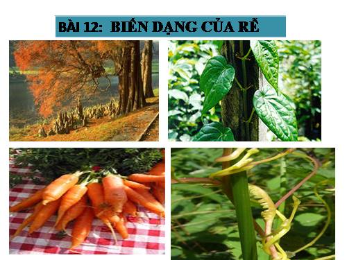 Bài 12. Biến dạng của rễ