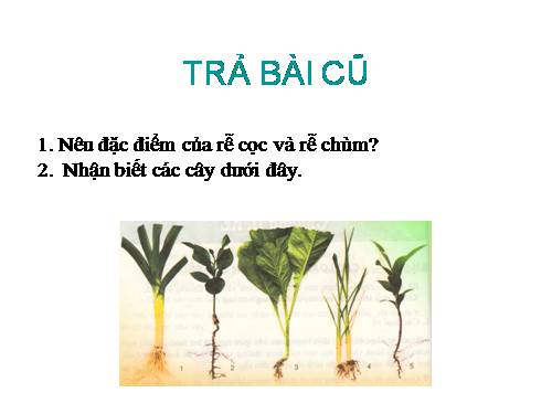 Bài 10. Cấu tạo miền hút của rễ