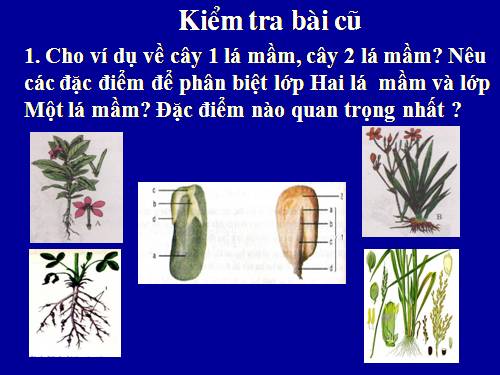 Bài 43. Khái niệm sơ lược về phân loại thực vật