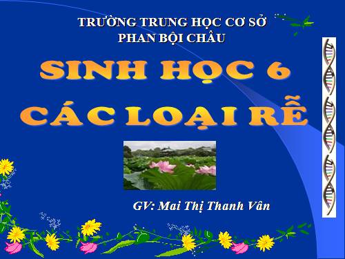 Bài 9. Các loại rễ, các miền của rễ