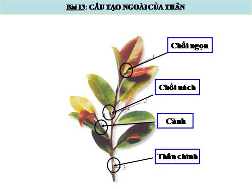 Bài 13. Cấu tạo ngoài của thân