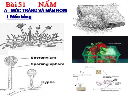 Bài 51. Nấm