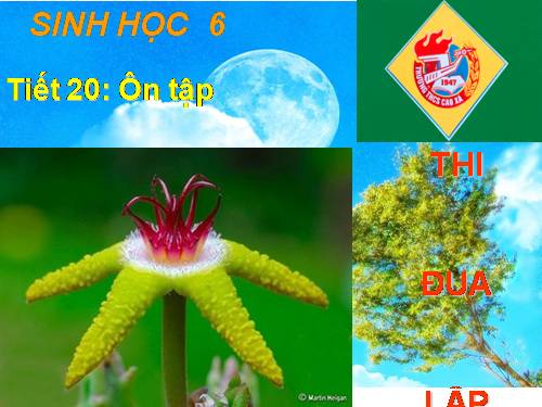 SINH 6 TIẾT ÔN TẬP
