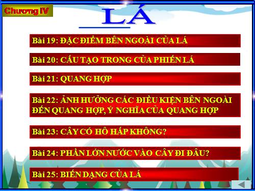 ẢNH LÁ