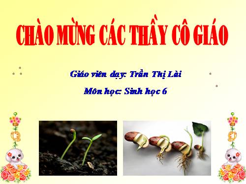 Bài 33. Hạt và các bộ phận của hạt