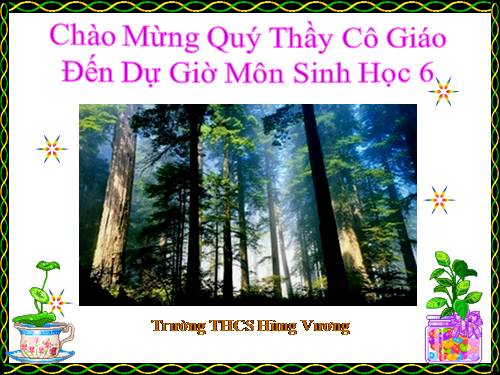 Bài 47. Thực vật bảo vệ đất và nguồn nước