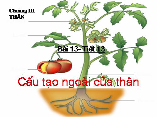 Bài 13. Cấu tạo ngoài của thân