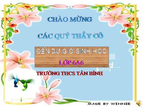 Bài 40. Hạt trần - Cây thông