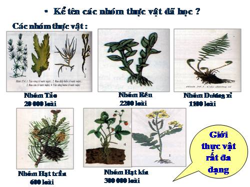 Bài 43. Khái niệm sơ lược về phân loại thực vật