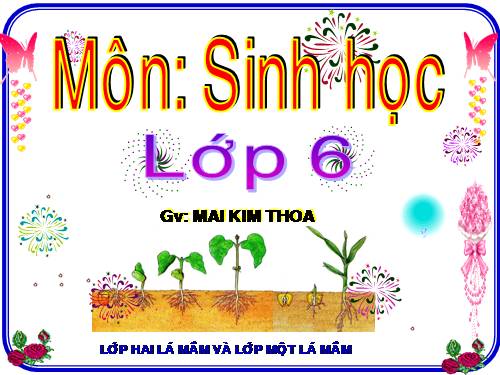 Bài 42. Lớp Hai lá mầm và lớp Một lá mầm