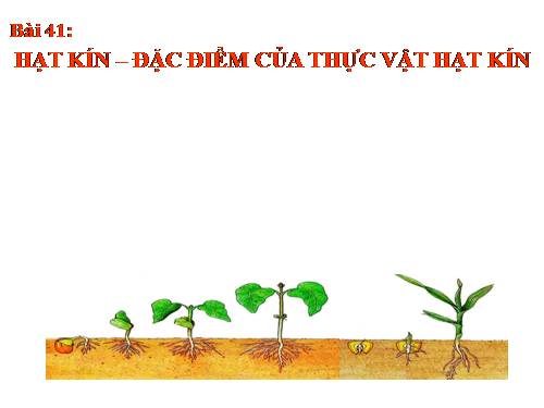 Bài 41. Hạt kín - Đặc điểm của thực vật Hạt kín