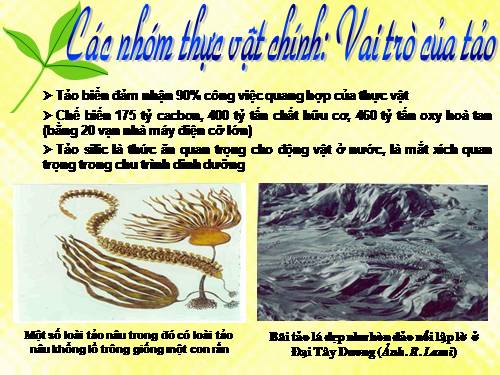 cac nhom thuc vat