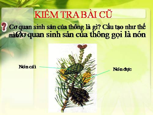 Bài 41. Hạt kín - Đặc điểm của thực vật Hạt kín