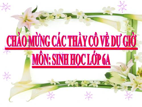 Bài 19. Đặc điểm bên ngoài của lá