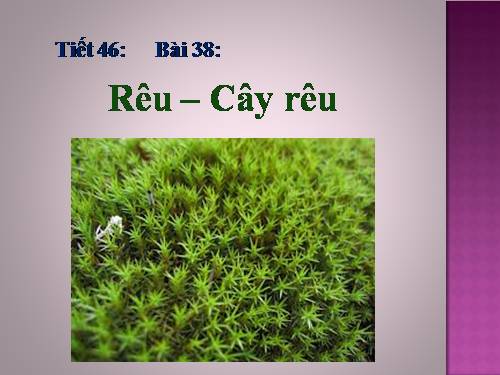 Bài 38. Rêu - Cây rêu