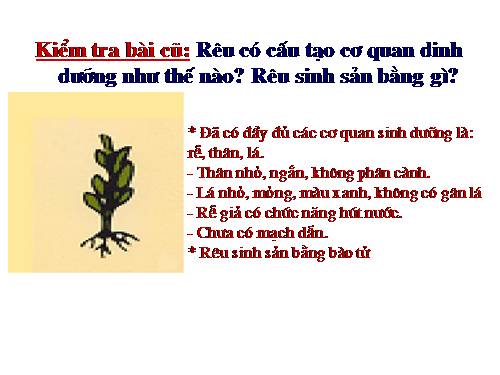 Bài 39. Quyết - Cây dương xỉ