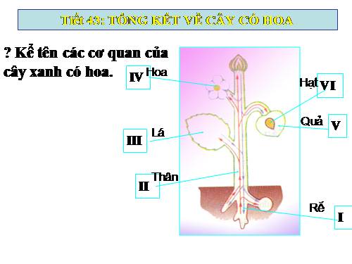 Bài 36. Tổng kết về cây có hoa