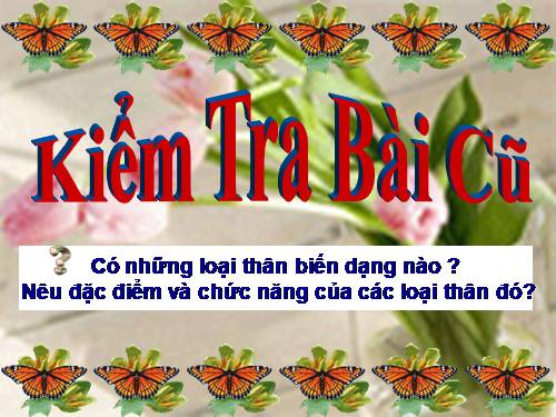 Bài 19. Đặc điểm bên ngoài của lá