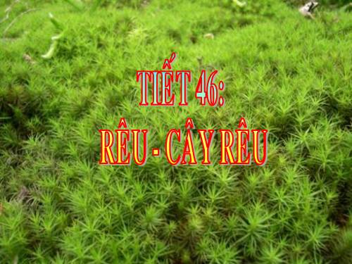 Bài 38. Rêu - Cây rêu