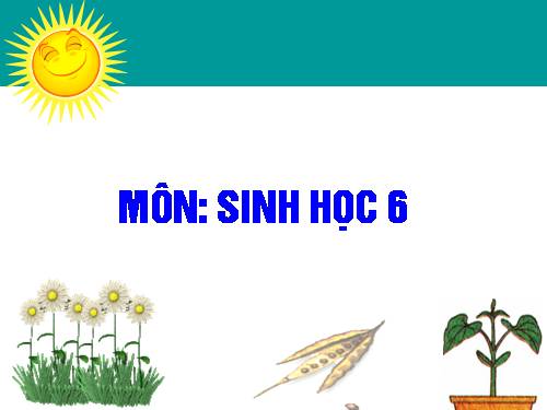 Bài 33. Hạt và các bộ phận của hạt