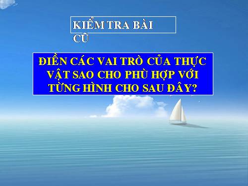 Bài 48. Vai trò của thực vật đối với động vật và đối với đời sống con người