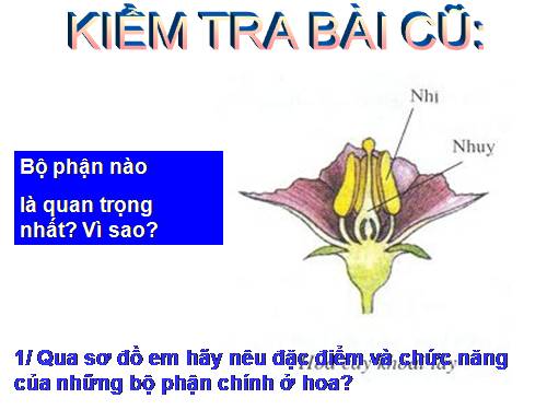 Bài 30. Thụ phấn