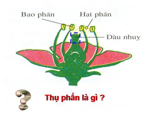 tiet 39 sinh 6 thuy