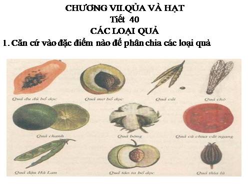 Bài 32. Các loại quả