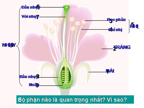 Bài 30. Thụ phấn