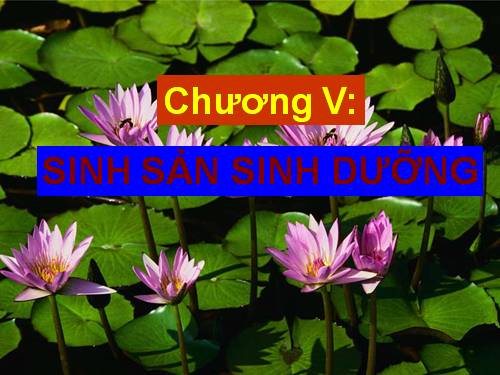 Bài 26. Sinh sản sinh dưỡng tự nhiên