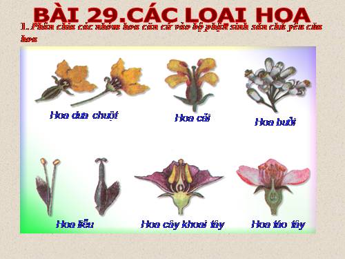 Bài 29. Các loại hoa