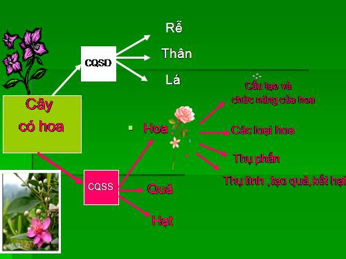 Bài 28. Cấu tạo và chức năng của hoa