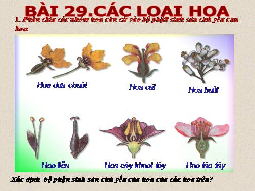 Bài 29. Các loại hoa