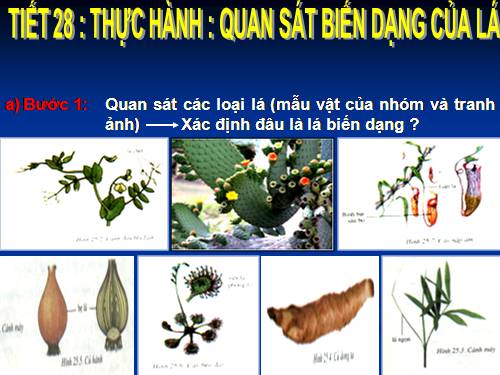 Bài 25. Biến dạng của lá