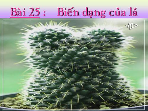 Bài 25. Biến dạng của lá