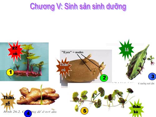 Bài 26. Sinh sản sinh dưỡng tự nhiên