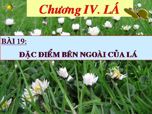 Bài 19. Đặc điểm bên ngoài của lá