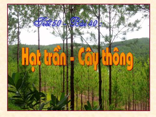 Bài 40. Hạt trần - Cây thông