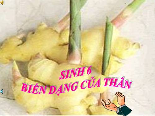 Bài 18. Biến dạng của thân