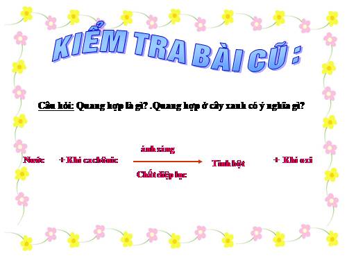 Bài 23. Cây có hô hấp không?