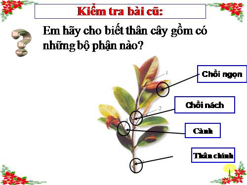 Bài 18. Biến dạng của thân