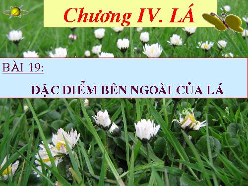 Bài 19. Đặc điểm bên ngoài của lá