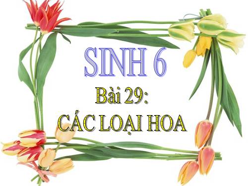 Bài 29. Các loại hoa