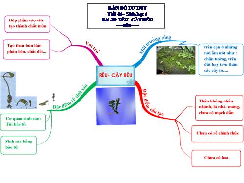 sơ đồ tư duy Rêu-cây rêu